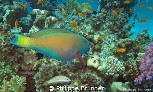 Parrot fish by Philippe Brunner 
